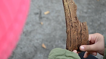 Klimabildung an der Marienschule Ochtrup