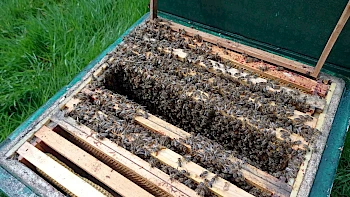 Bienenkultur auf der Obstbaumwiese