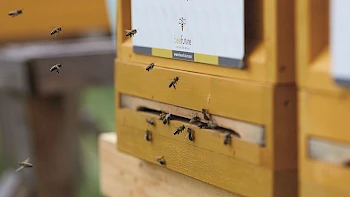 Rettet die Bienen
