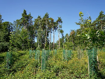 Pflanzung am Klostersteig, Einheitsbuddeln 2019