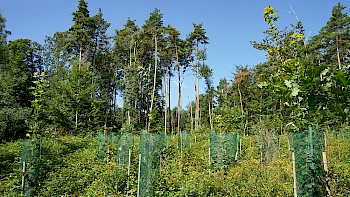 Pflanzung am Klostersteig, Einheitsbuddeln 2019