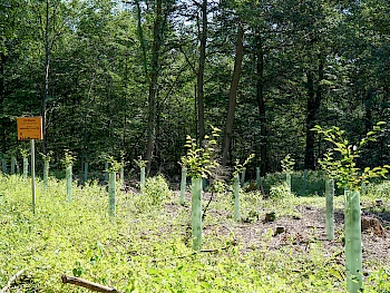 Pflanzung am Rheinsteig „Ihre Anlage versetzt Bäume“