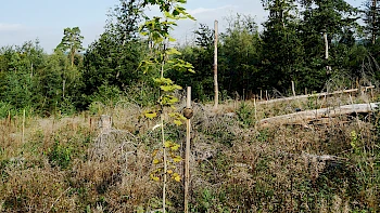 Arboretum Waldgruppe Kindergarten Aulhausen