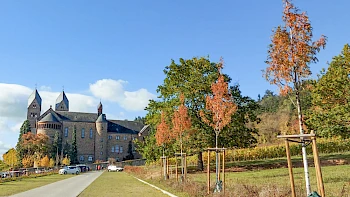 Parkplatzbepflanzung an der Abtei St. Hildegard