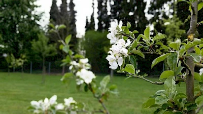 Apfelbaum mit weißer Blüte