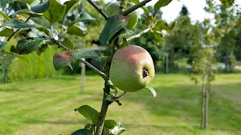 Obstbaumwiese