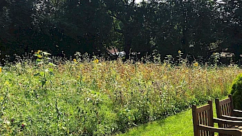 Blühstreifen