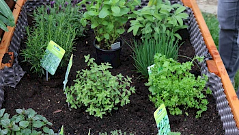 Sozialprojekt Garten³ [Realschule Tettnang]