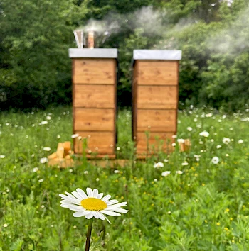 Wir geben zwei Bienenvölkern ein Zuhause