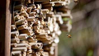 Insektenhotels für Schulen und Kindergärten
