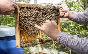 Personalerweiterung mal anders: 50.000 Bienen in 10 Bienenstöcken in Mitarbeitergärten
