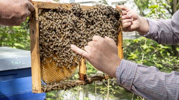 Personalerweiterung mal anders: 50.000 Bienen in 10 Bienenstöcken in Mitarbeitergärten