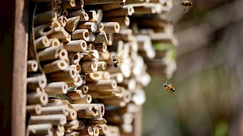 Insektenhotel für die Schule am See