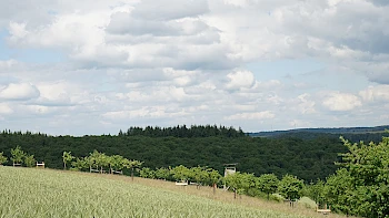 Streuobstwiese in Ransel