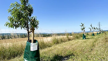 Streuobstwiese in Oberwalluf