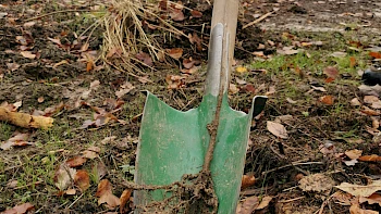 Waldaufforstung Gemeinde Heuchelheim