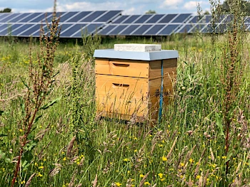 Solarpark mit Bienenvolk