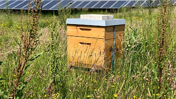 Solarpark mit Bienenvolk