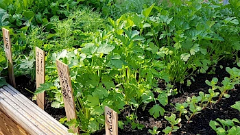 Sozialprojekt Garten³ | Grundschule Stuttgart-Stammheim