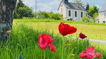 Blumenwiese Naurath/Wald