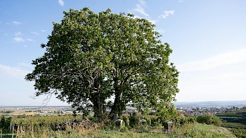 Projekt Wildbl&uuml;tenwiese