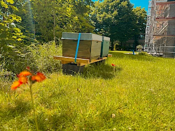 60.000 Bienen im Garten unserer Hauptverwaltung