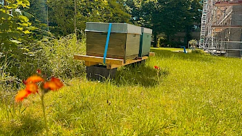 60.000 Bienen im Garten unserer Hauptverwaltung