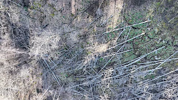 Aufforstung Binger Wald