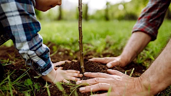 Neue Mitglieder bekommen einen Baum geschenkt