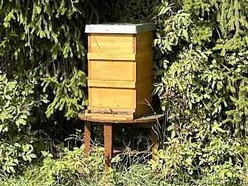 Bienenkolonie und Bienenschaukasten