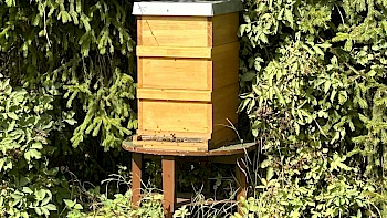 Bienenkolonie und Bienenschaukasten