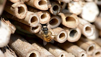 Insektenhotels für die Region