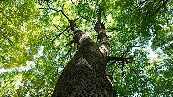 Wunscherfüllung Baum